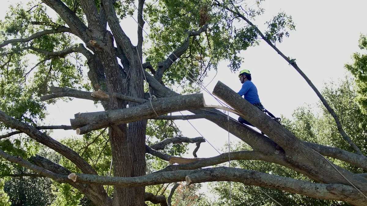 Professional Crown Thinning performed by certified arborists in Londonderry