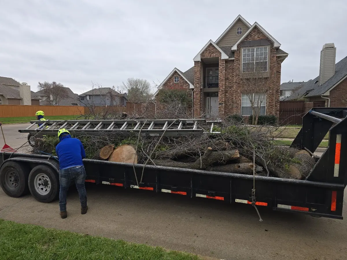 Expert Tree Removal with proper safety equipment in Londonderry